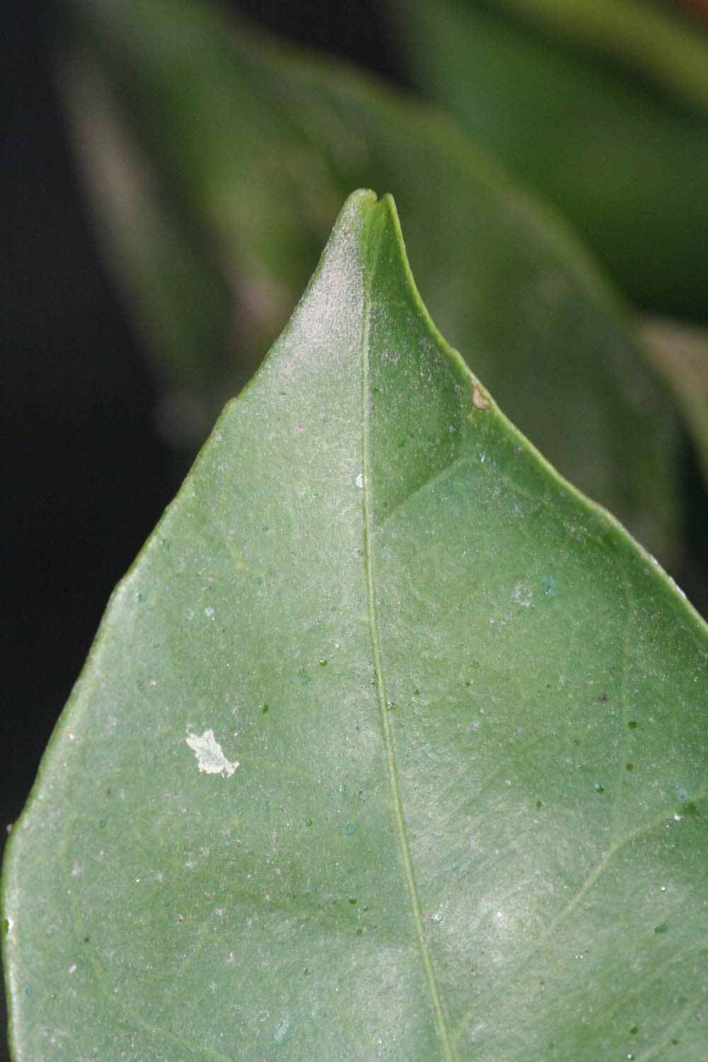              Margin (Riverside, CA)       